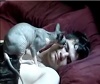 Funny Cats Waking Up Owners