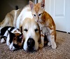 Funny animals waking each other up