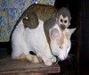 Monkeys annoying cats and dogs Monkeys annoying cats and dogs