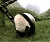 panda roll