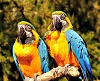 Parrots