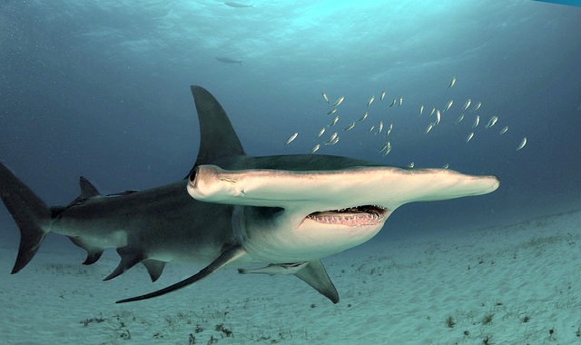 Great_hammerhead_shark