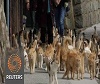 Japanese island overrun by cats!