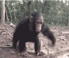 Monkey Twist Fail. Monkey Twist Fail