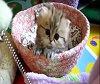Sweet Kittens - CUTE Video EVER