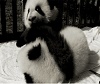 panda cuddle