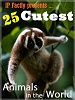 25 Cutest Animals in the World! 25-cutest-animals-in-the-world-300