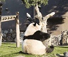 Panda_Falling_from_Tree