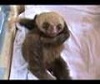 The Funniest Baby Sloth Video Ever