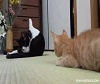 Cat_Prank_Fail