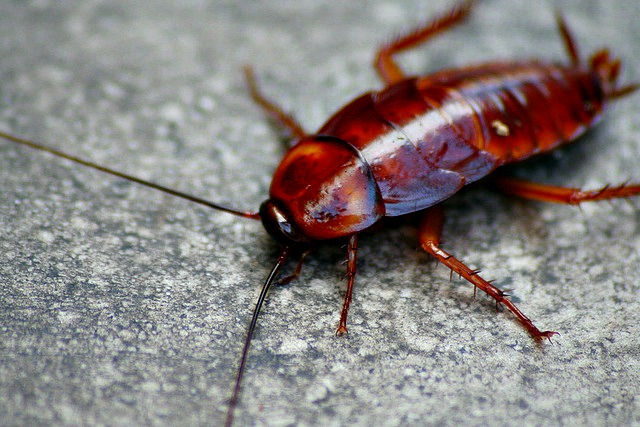 Cockroach
