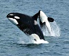 Jumping_Killer_whales