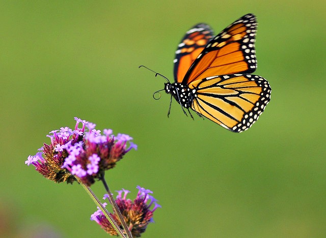 Top 10 Fun Facts About Butterflies Monarch_butterfly_in_flight