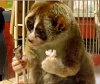 Slow Loris eating a Rice Ball