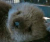 cute_Orphan_sea_otter