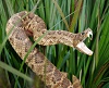 rattlesnake