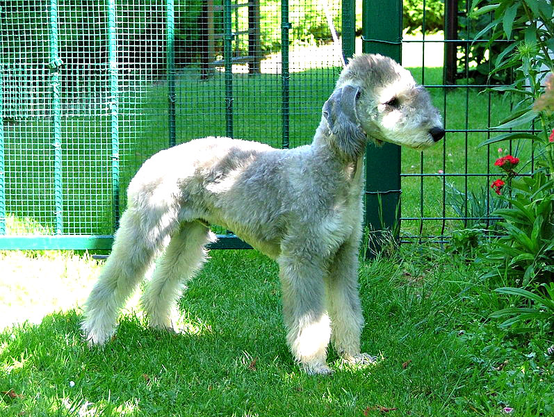 Bedlington Terrier Dog – Ten Facts You Need To Know! Bedlington_Terrier_dog