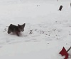 Corgi Does Back Flips in Snow