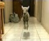 Cute_Bouncing_Lamb_Becomes_Huge_Internet_Star