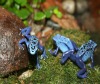 Poison Dart Frog