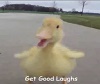Hilarious Little Duck Is Following Man Hilarious Little Duck