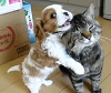 Puppy Playing with Cat