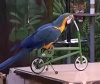 Funny parrot show