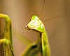 Praying Mantis head