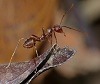 Weaver Ant