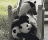 Pandas Thrown on the Slide.
