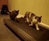 Cats on a Treadmill