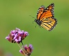 Monarch butterfly