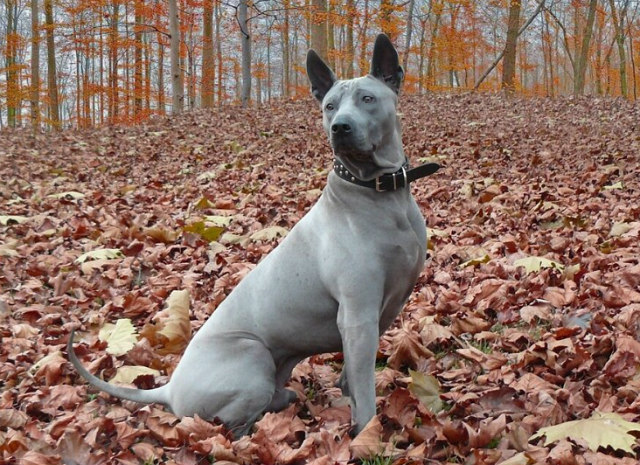 Thai Ridgeback