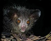 Aye-aye-Daubentonia-madagascariensis-Madagascar