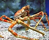 Giant Spidercrab