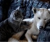 Cat Massages Dog. Cat Massages Dog.