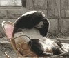 hangover panda