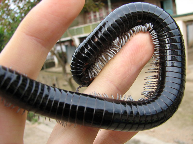 Millipede