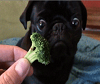 Brocolli Dog
