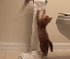 TP Cat